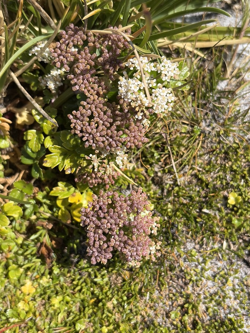 Apium prostratum subsp. prostratum photo 4