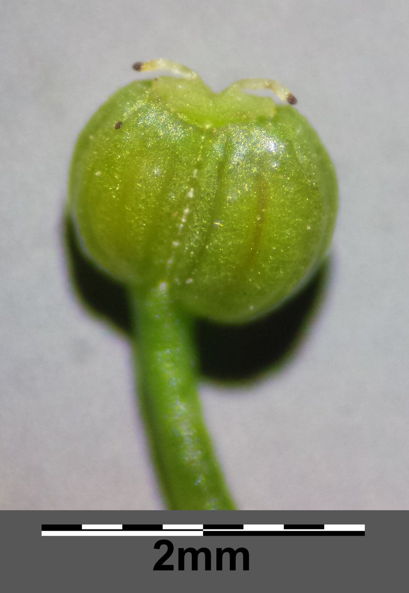 Creeping Marshwort photo 2