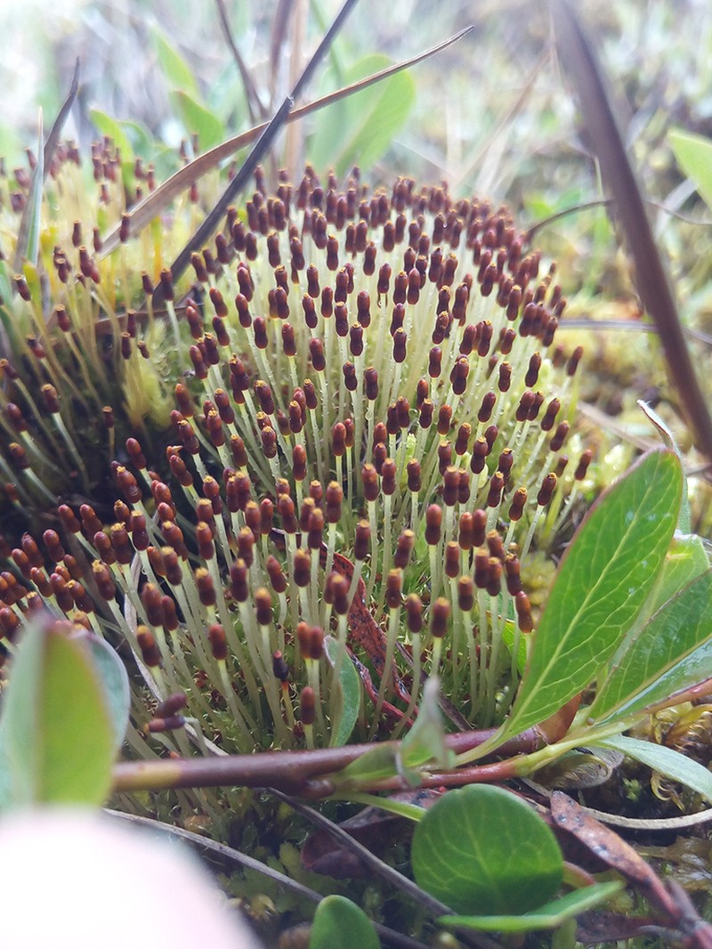 Wormskjold's Aplodon Moss