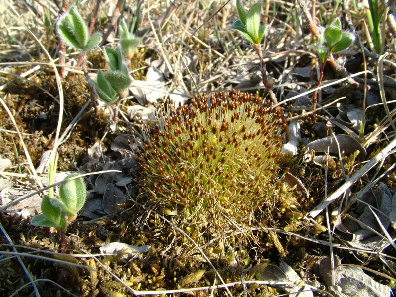 Wormskjold's Aplodon Moss photo 2