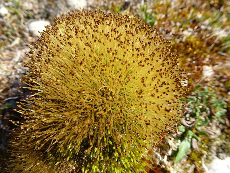 Wormskjold's Aplodon Moss photo 3