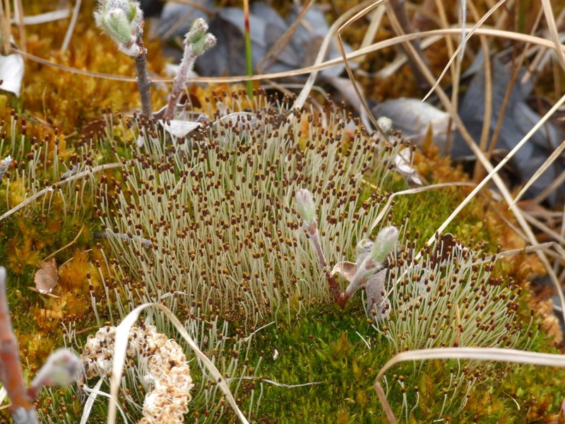 Wormskjold's Aplodon Moss photo 4