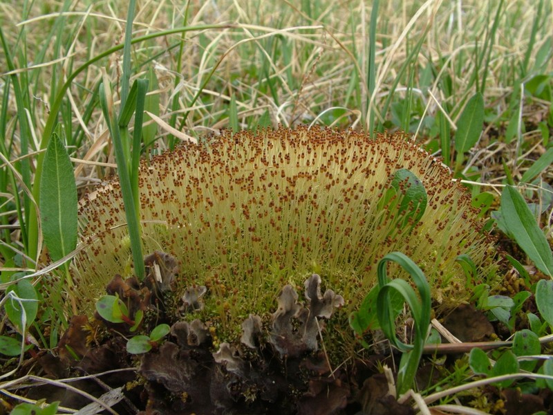 Wormskjold's Aplodon Moss photo 5