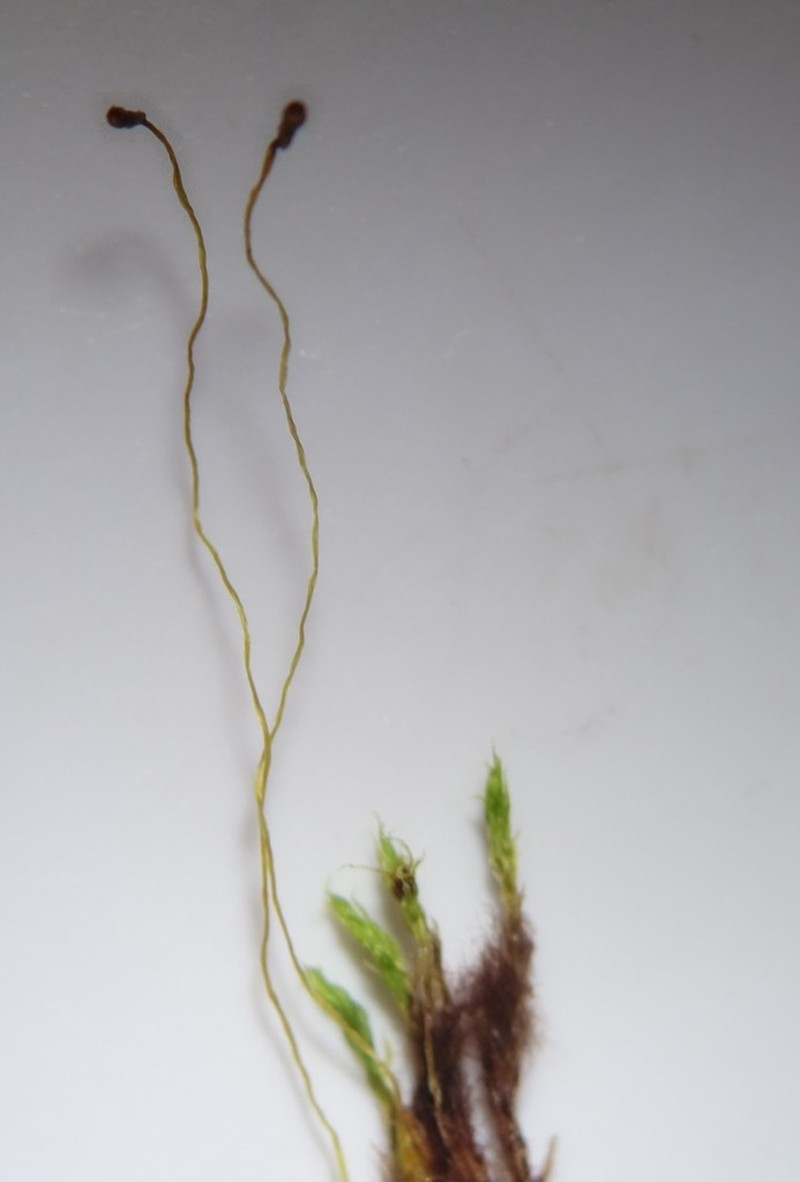 Wormskjold's Aplodon Moss photo 6
