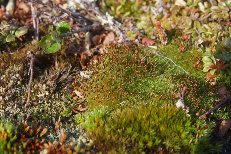 Wormskjold's Aplodon Moss photo 7