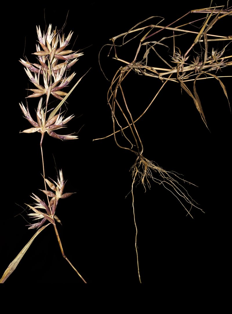 Mauritian Grass photo 2