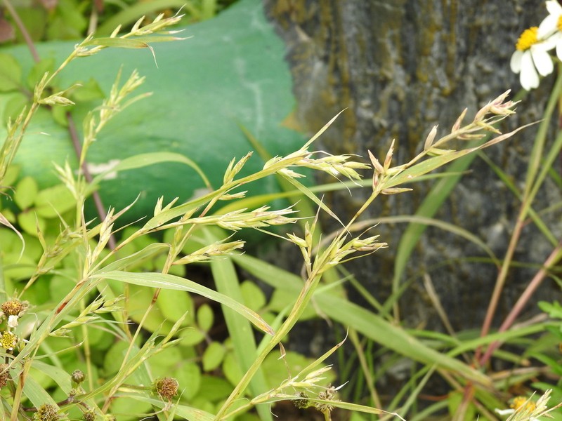 Mauritian Grass photo 3