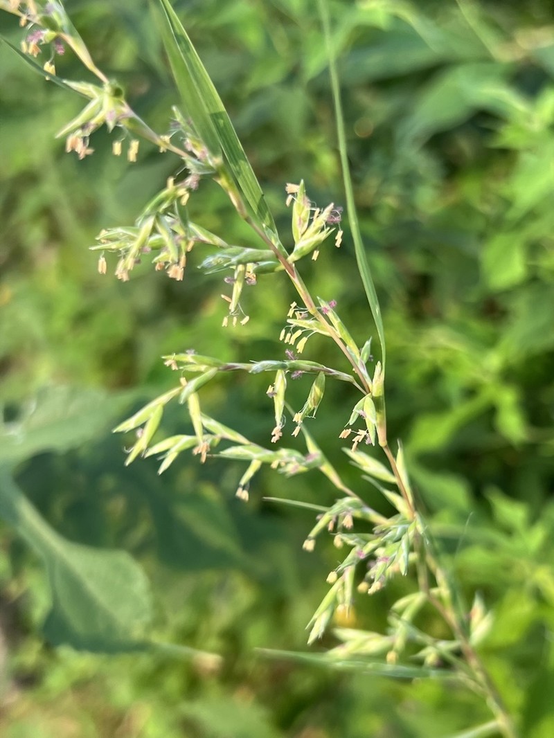 Mauritian Grass photo 4