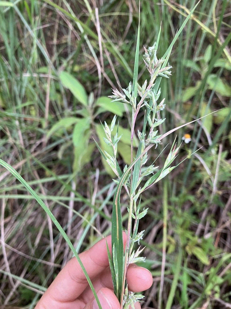 Mauritian Grass photo 5
