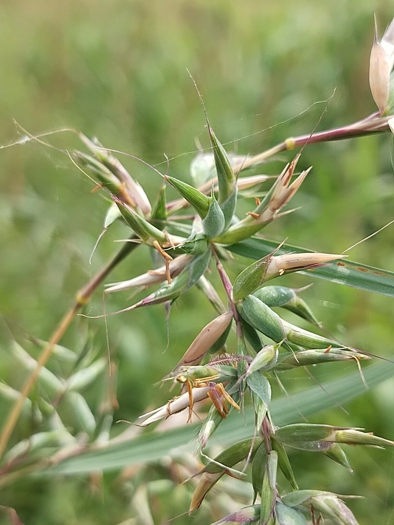 Mauritian Grass photo 6