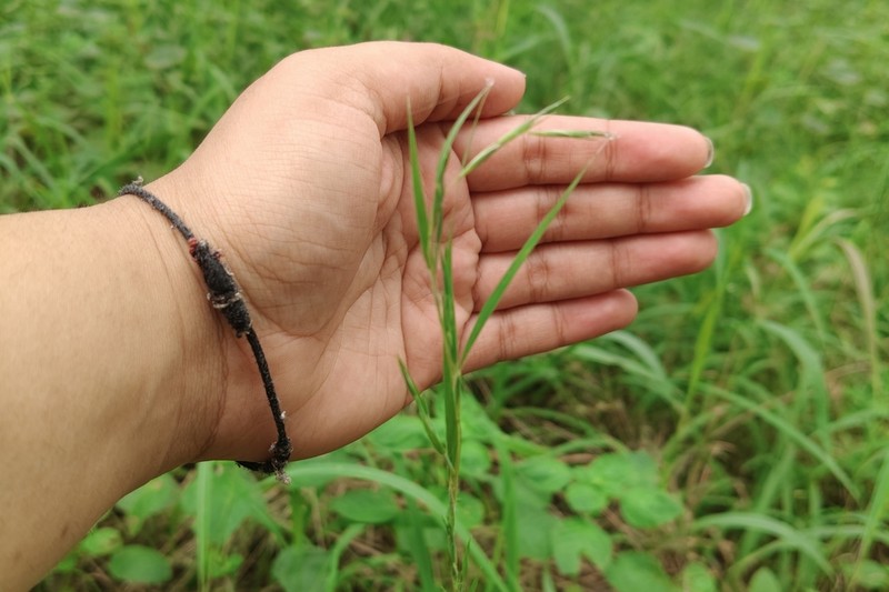Mauritian Grass photo 7