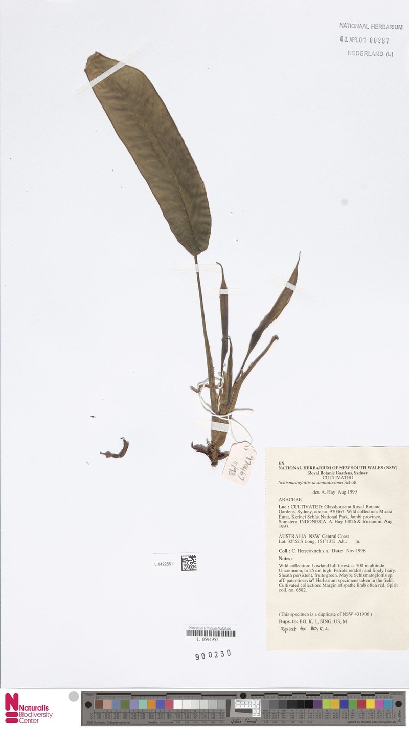 Apoballis acuminatissima