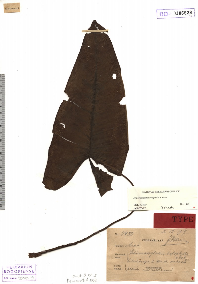Apoballis belophylla