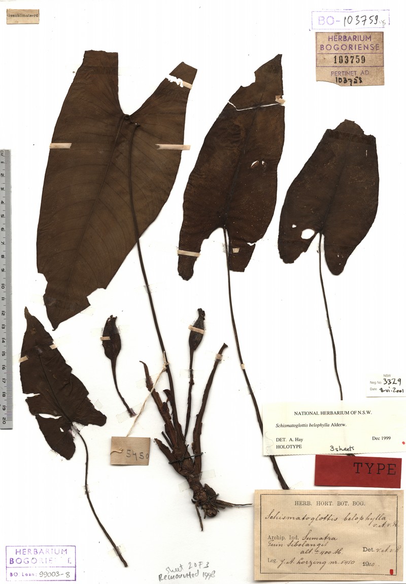 Apoballis belophylla photo 2