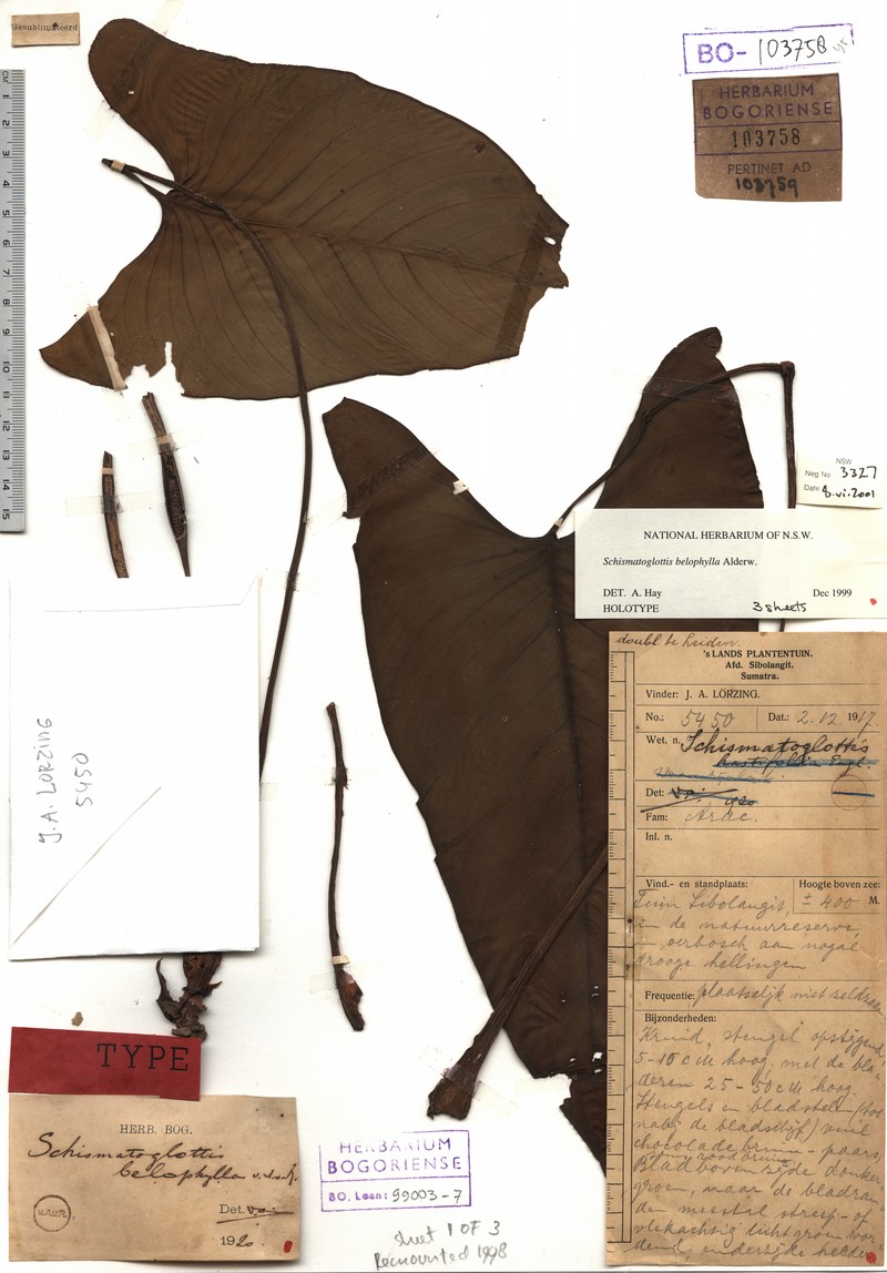 Apoballis belophylla photo 3