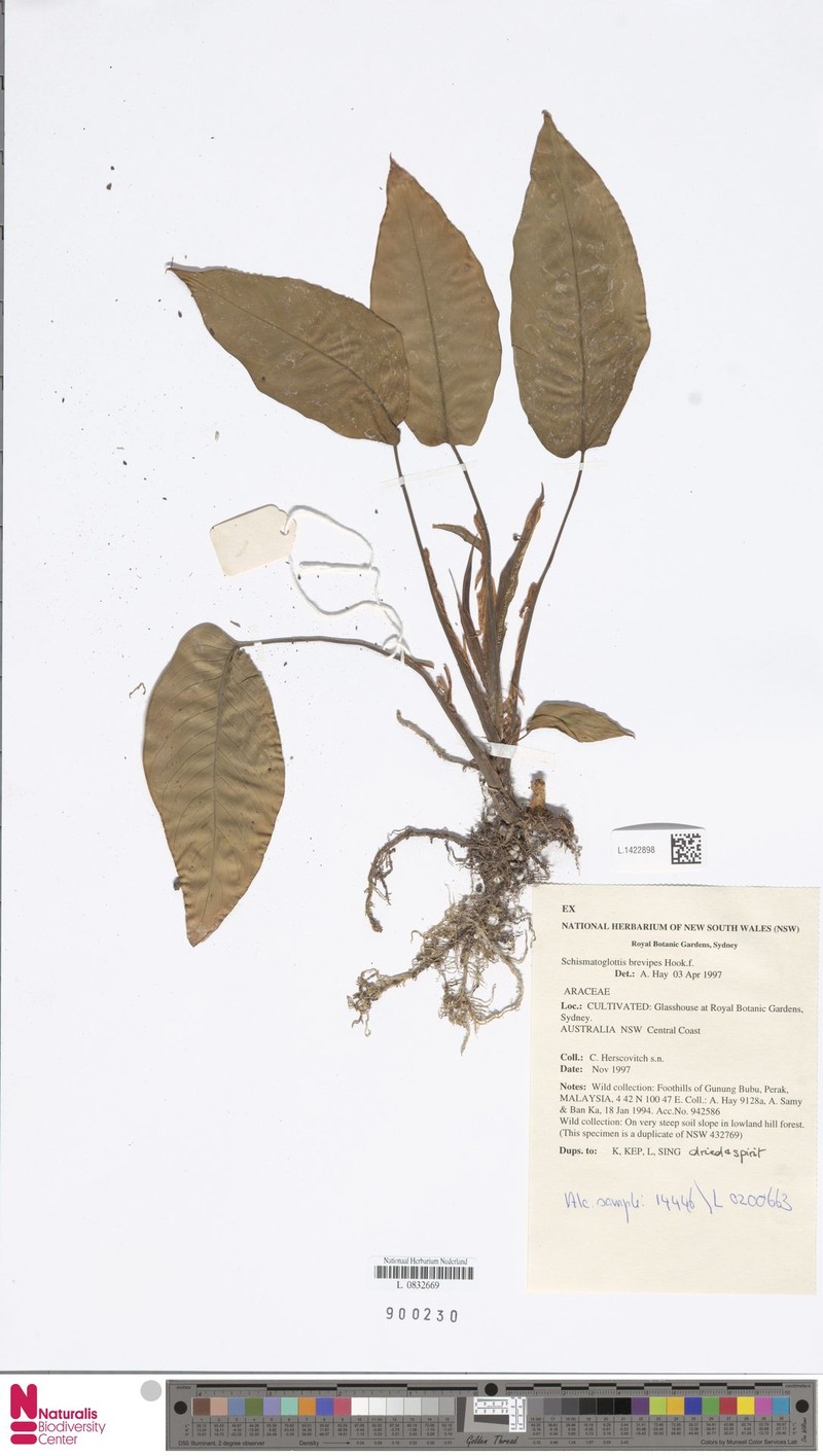 Apoballis brevipes