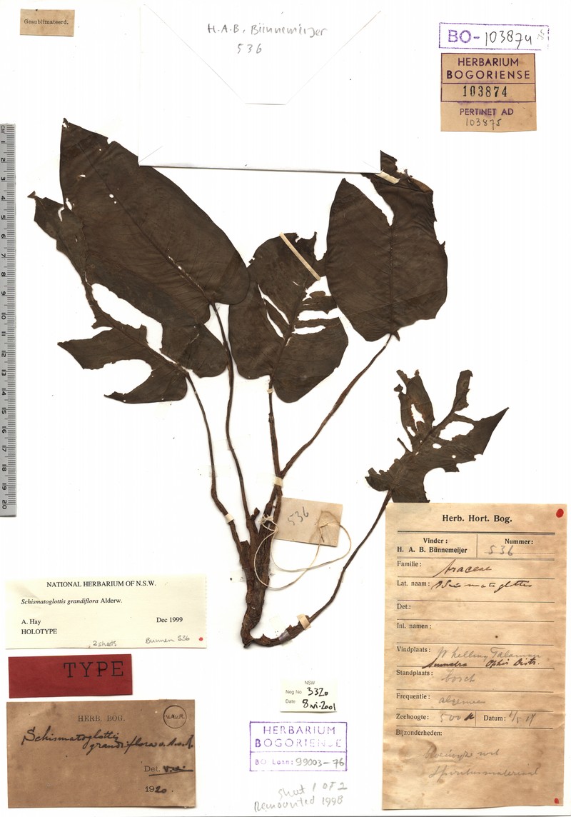 Apoballis grandiflora