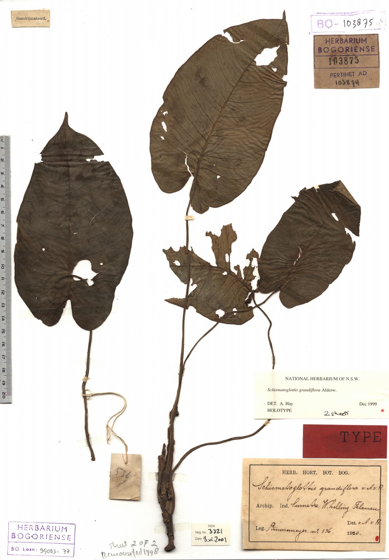 Apoballis grandiflora photo 2
