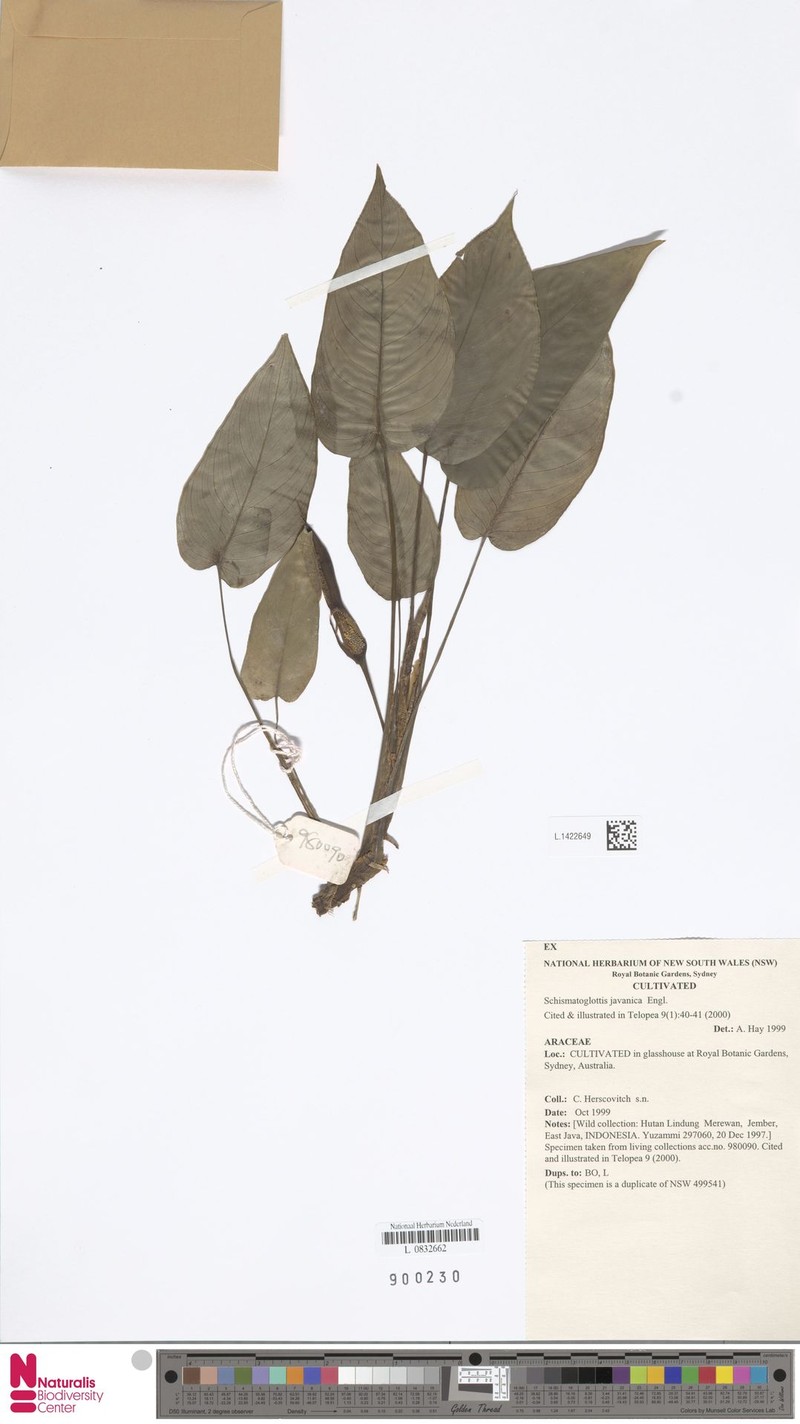 Apoballis javanica
