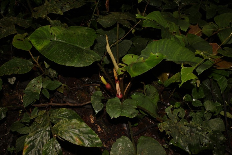 Apoballis mutata