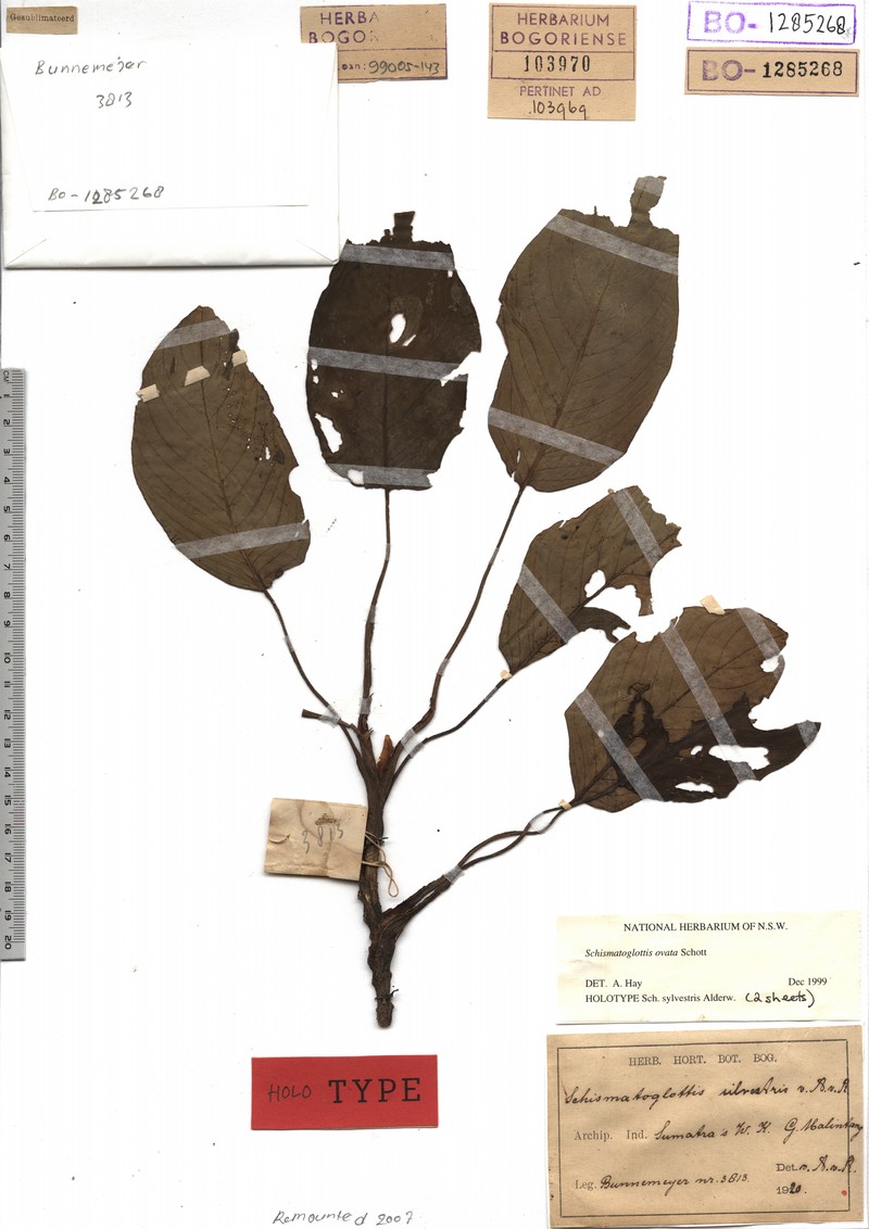 Apoballis ovata