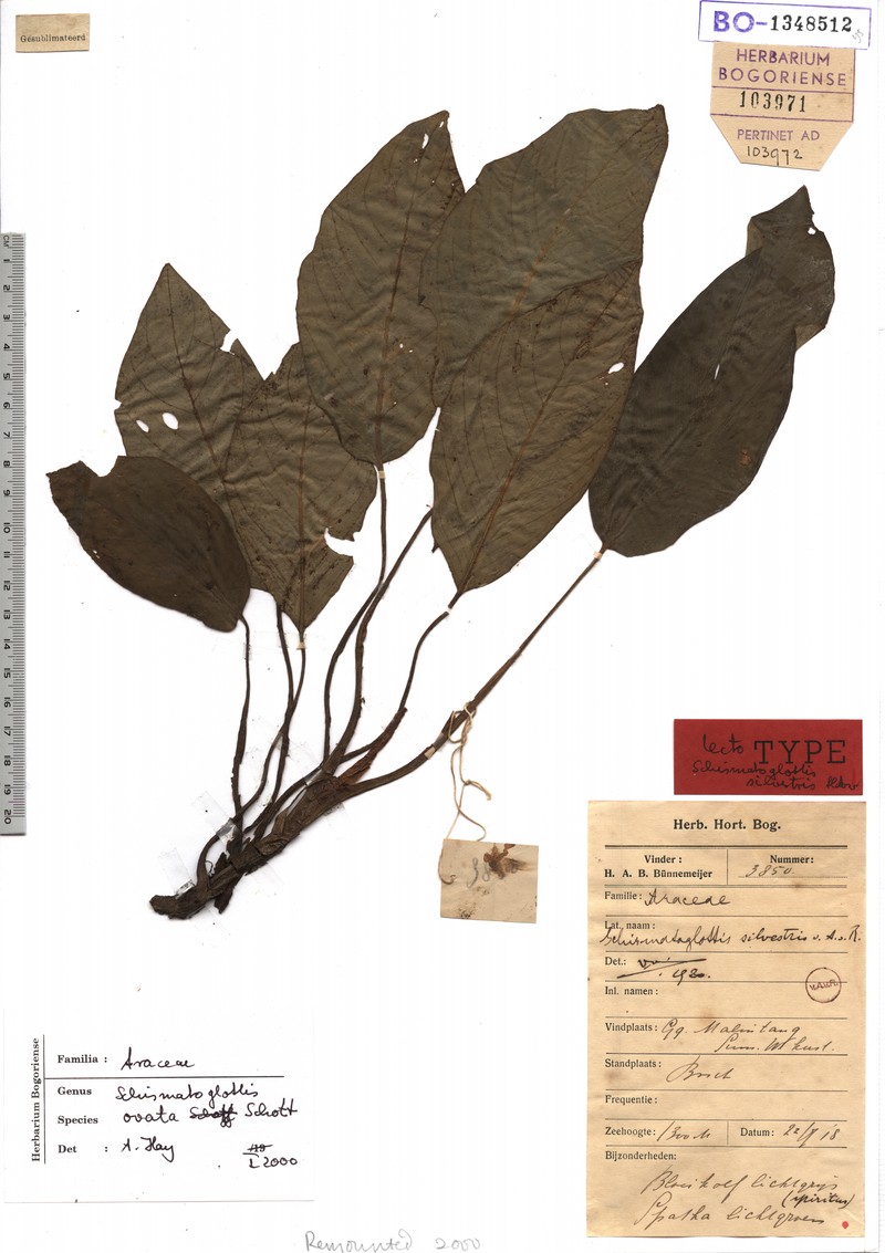 Apoballis ovata photo 2