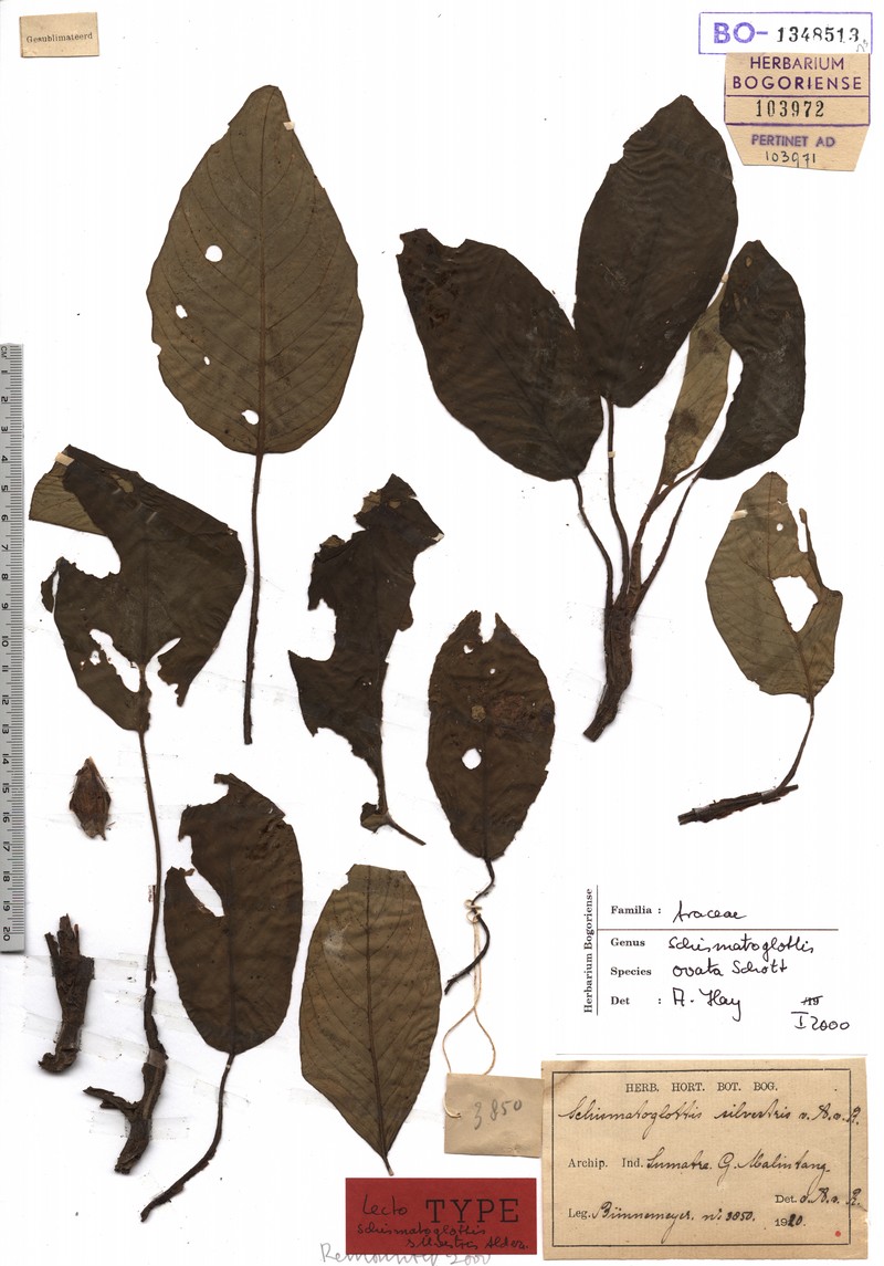 Apoballis ovata photo 3