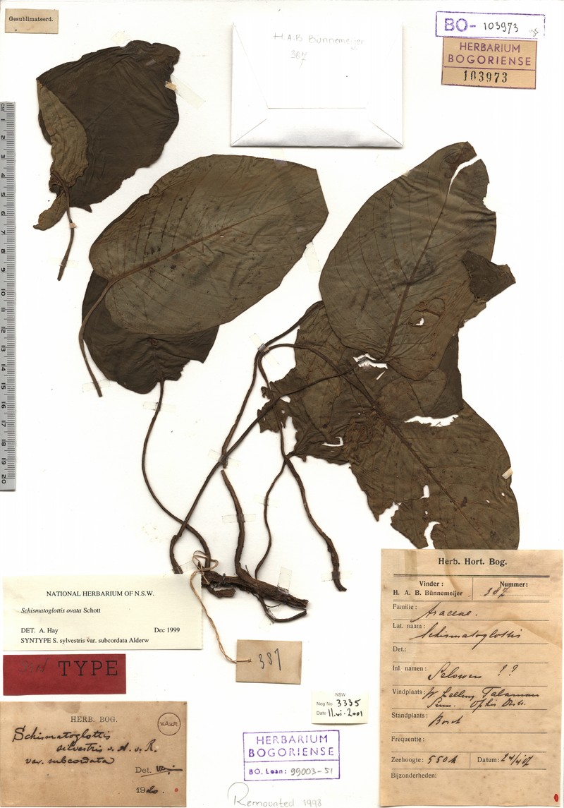 Apoballis ovata photo 4