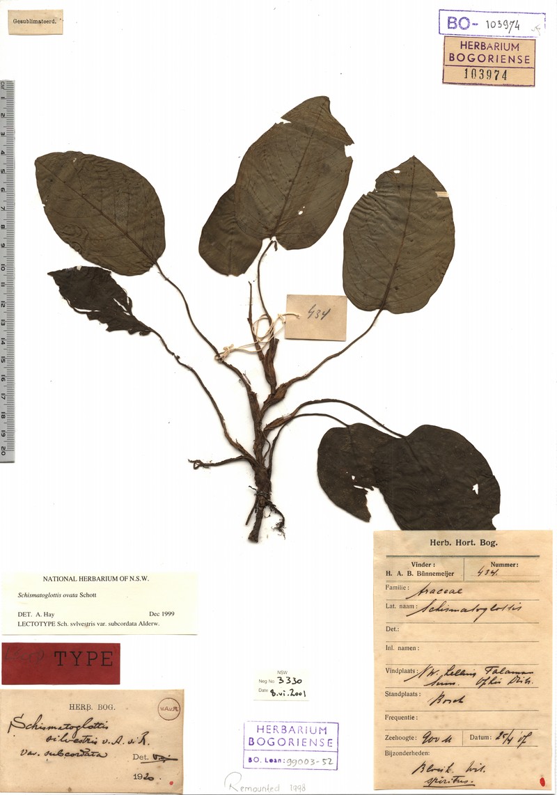 Apoballis ovata photo 5