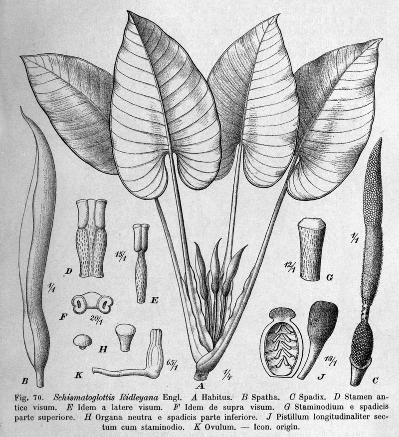 Apoballis ridleyana