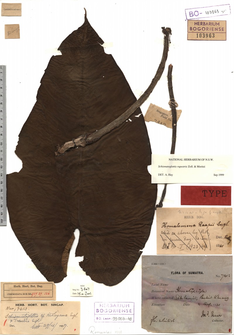 Apoballis rupestris