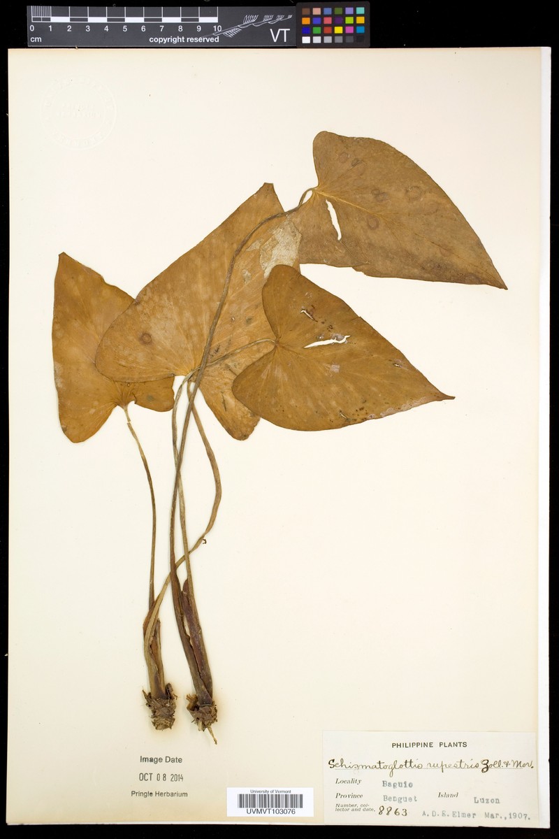 Apoballis rupestris photo 2