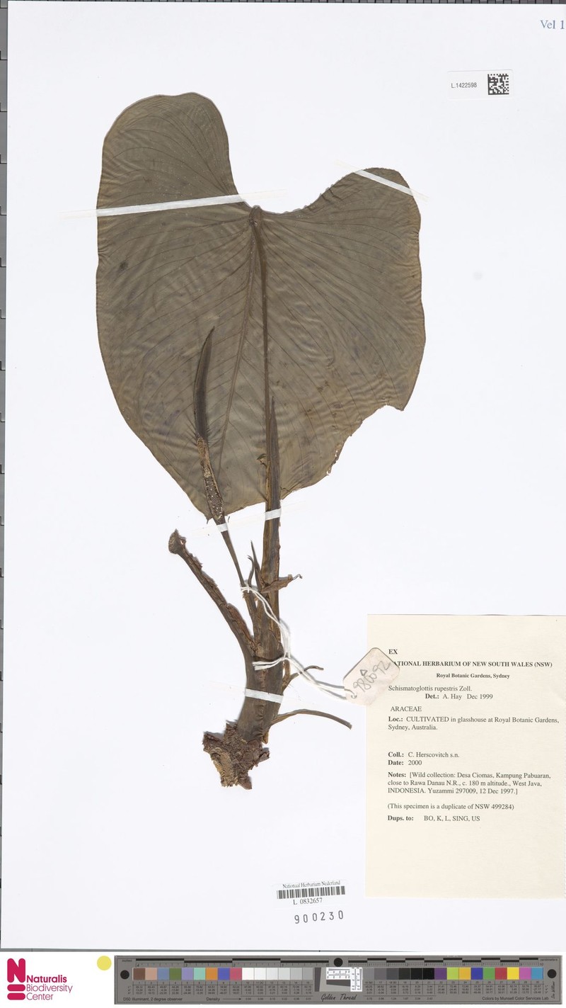 Apoballis rupestris photo 3