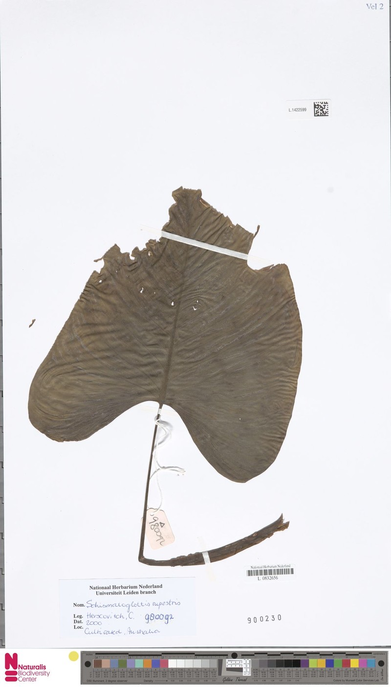 Apoballis rupestris photo 4