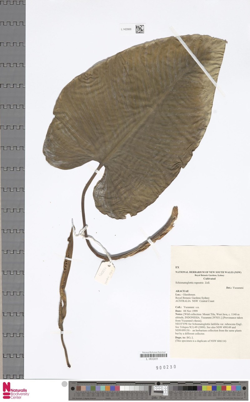 Apoballis rupestris photo 5