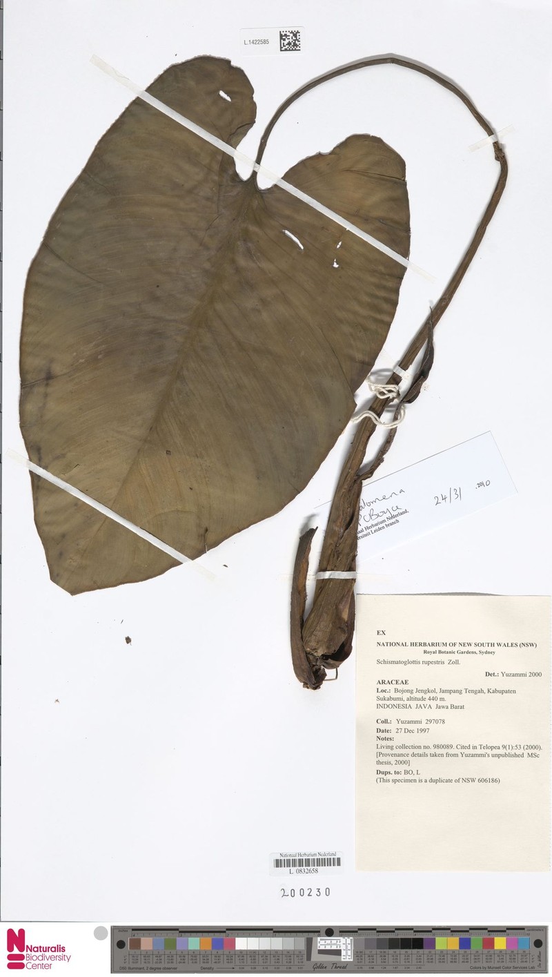 Apoballis rupestris photo 6