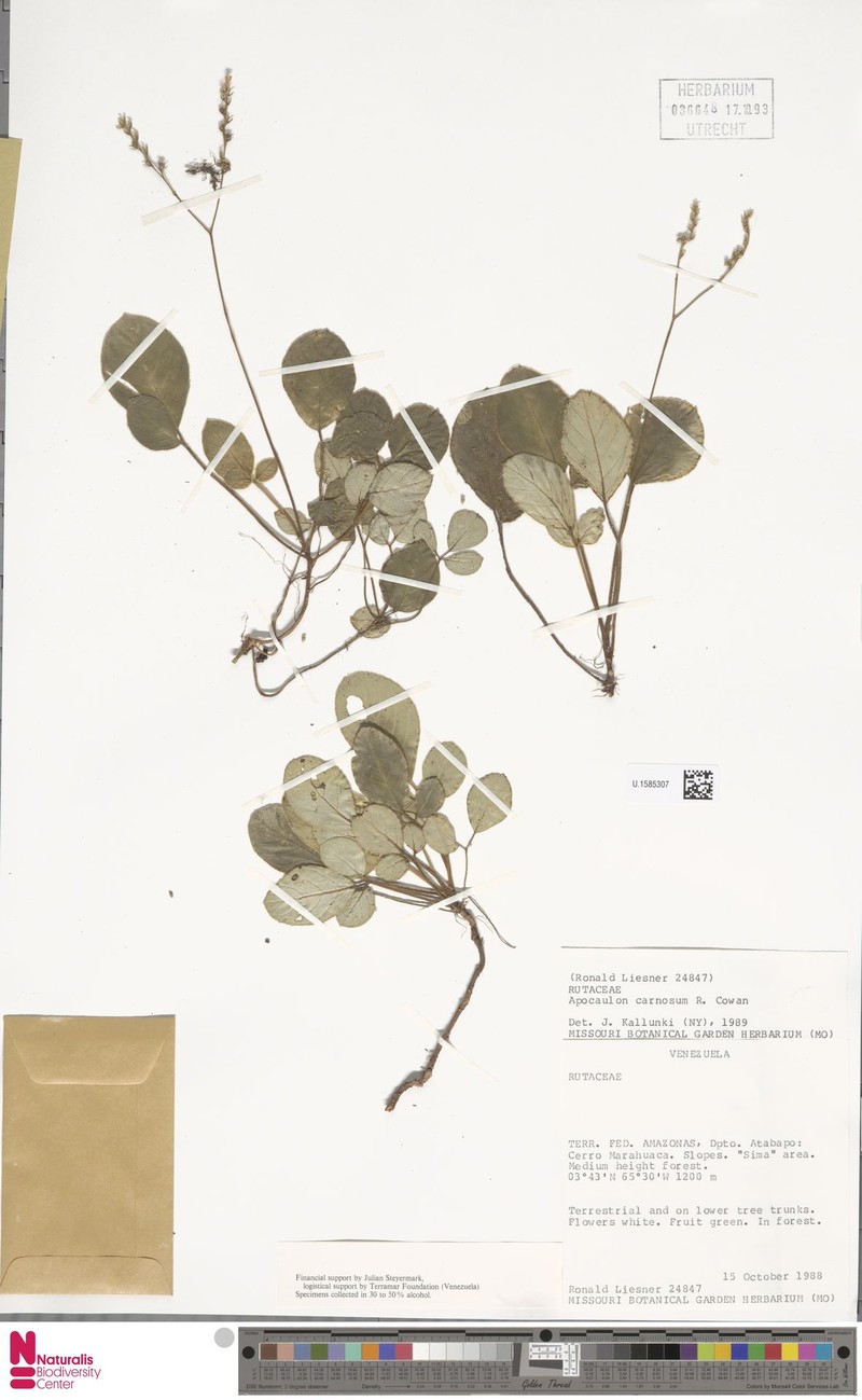 Apocaulon carnosum