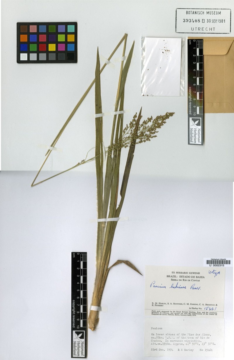 Apochloa bahiensis