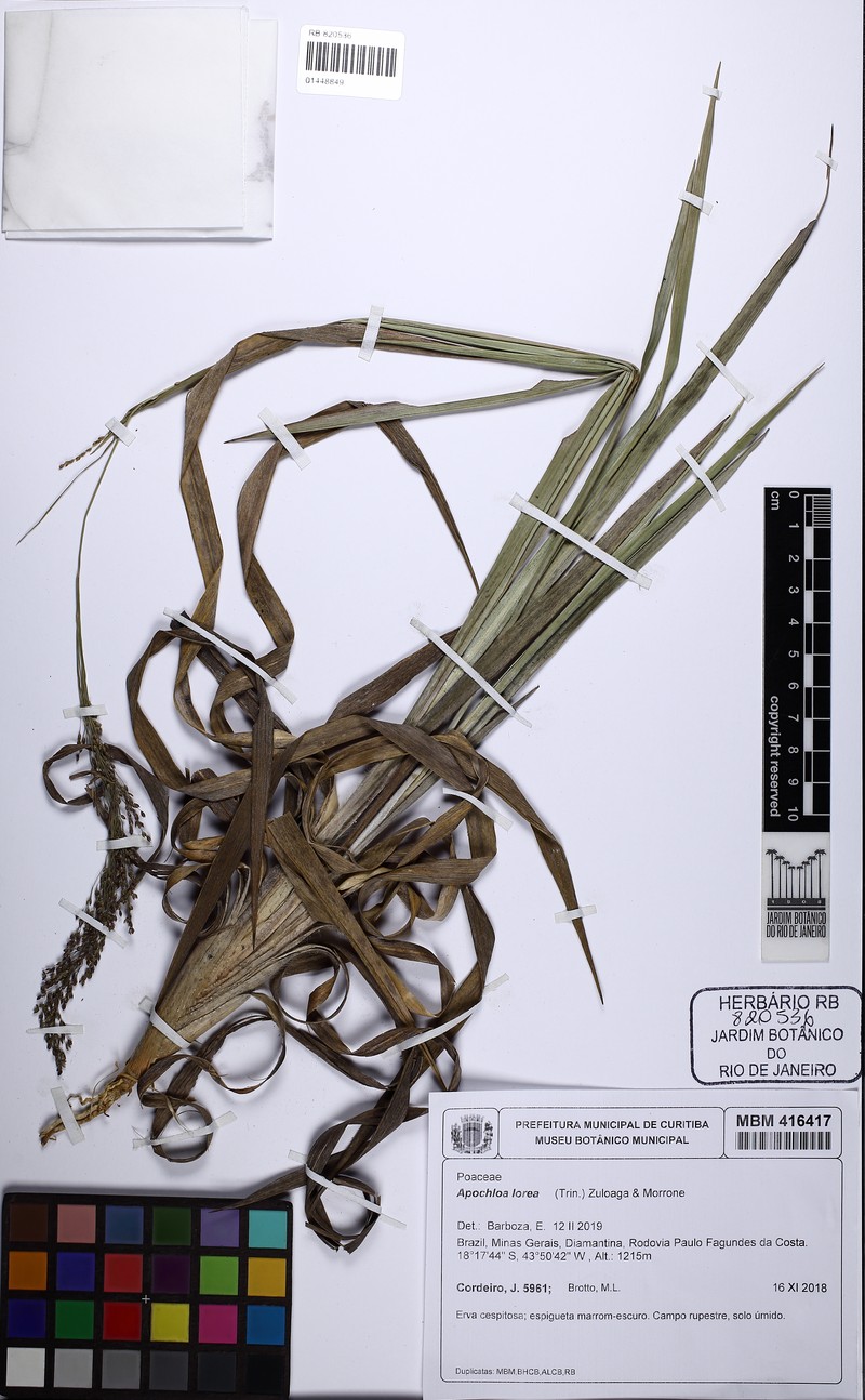 Apochloa lorea