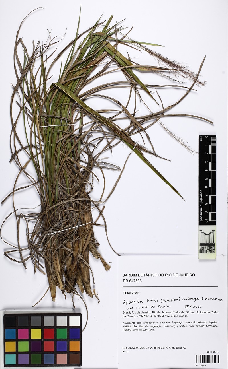 Apochloa lutzii