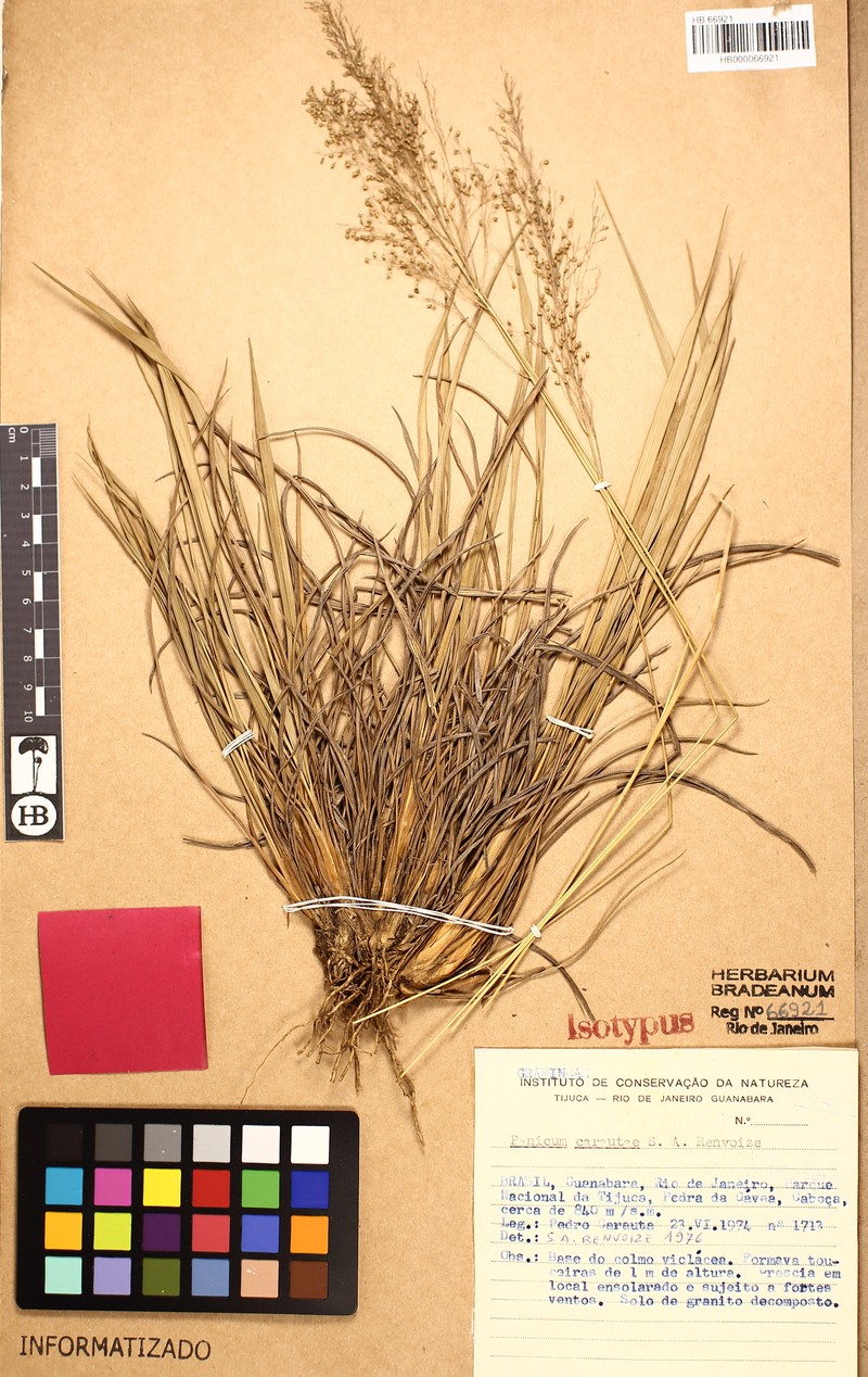 Apochloa lutzii photo 2
