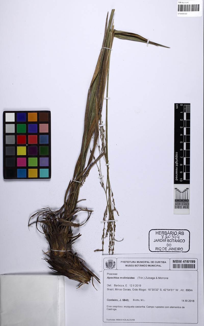 Apochloa molinioides
