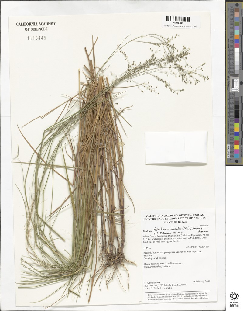 Apochloa molinioides photo 2