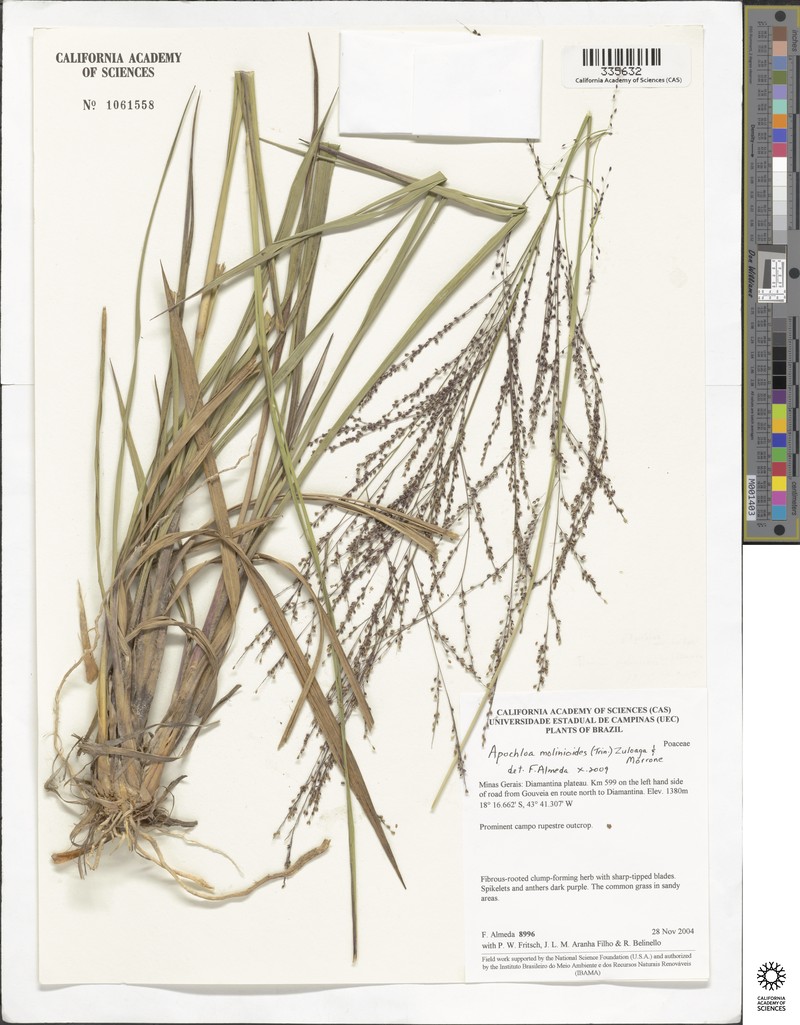 Apochloa molinioides photo 3