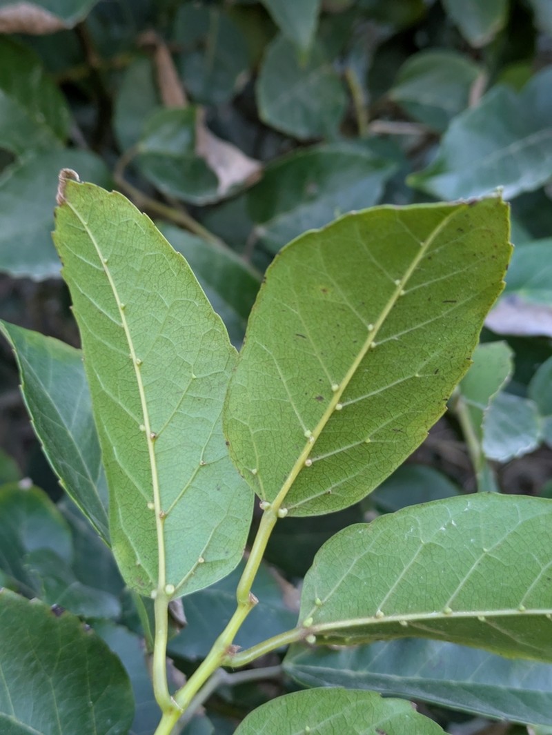 Kangaroo Vine