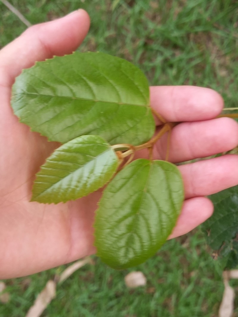 Kangaroo Vine photo 2