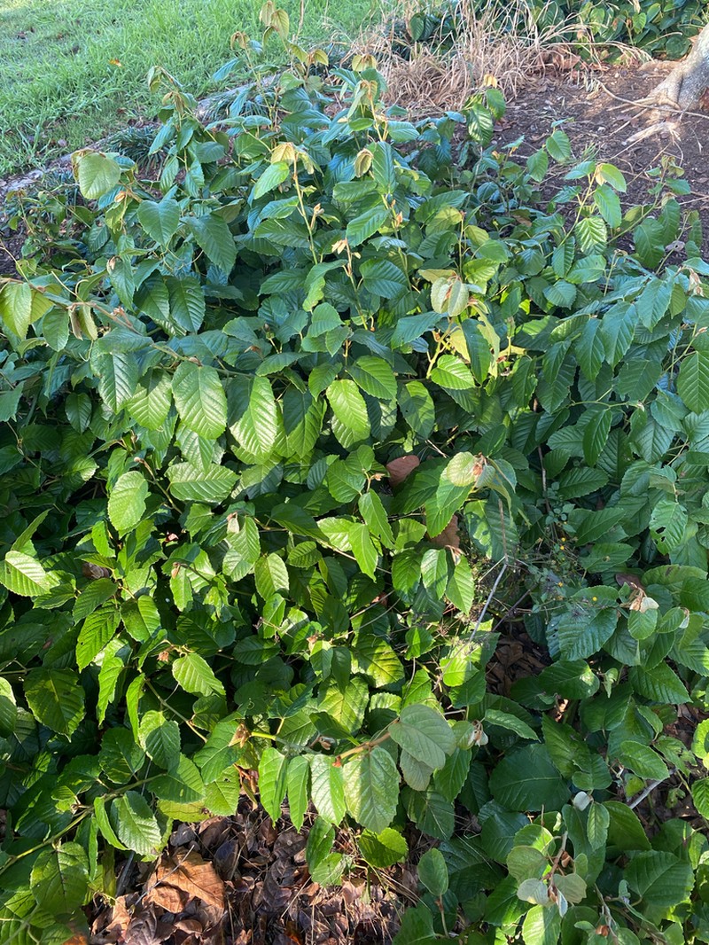 Kangaroo Vine photo 3