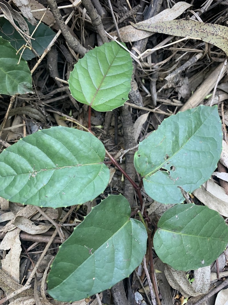 Kangaroo Vine photo 6