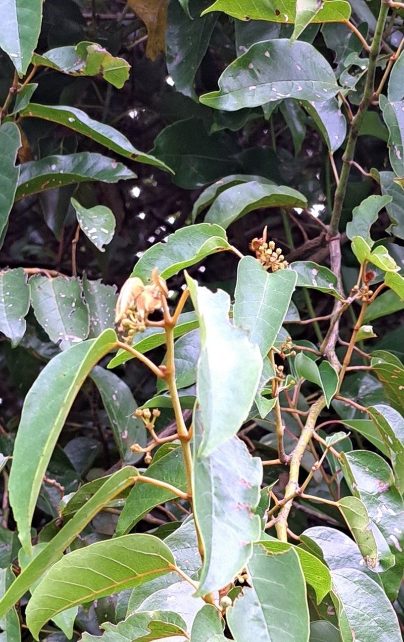 Kangaroo Vine photo 7