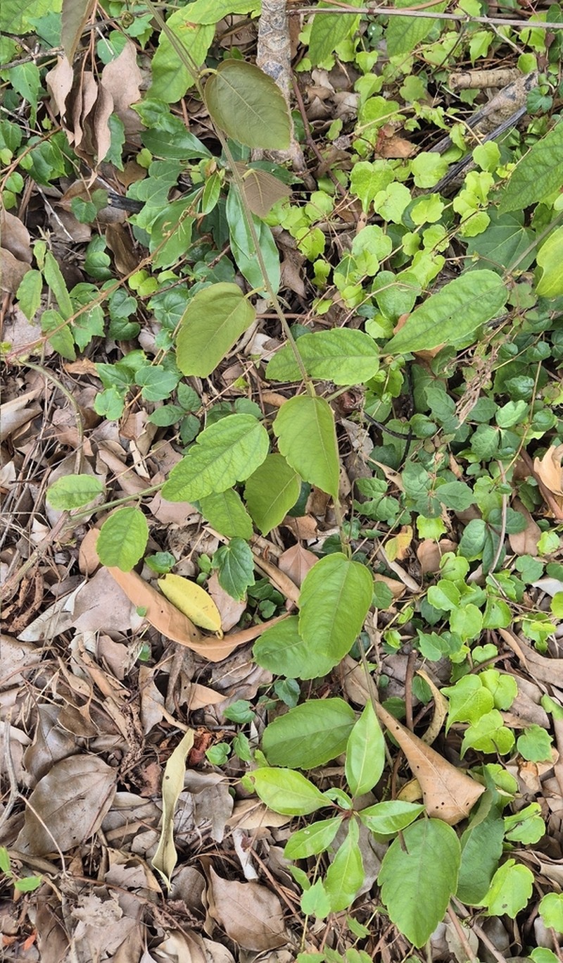 Kangaroo Vine photo 8